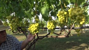 Виноград Прима Украины