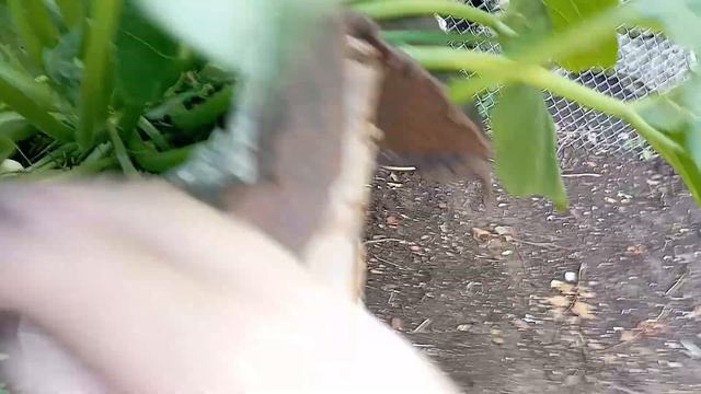 тыква на компосте,кабачки и подсолнухи...20 июня#тыква#к