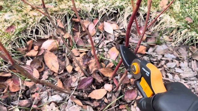 Весенняя обрезка голубики #сад #обрезка #голубика