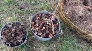 Мульчирование сосновыми шишками и иглой • грядка из и