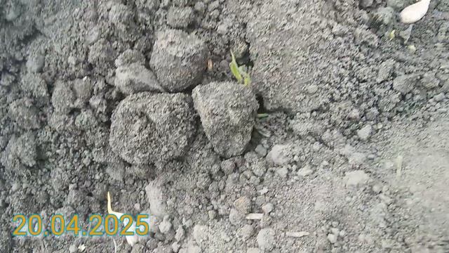 Стратифікація кісточки манчьжурки. Як правильно виро?