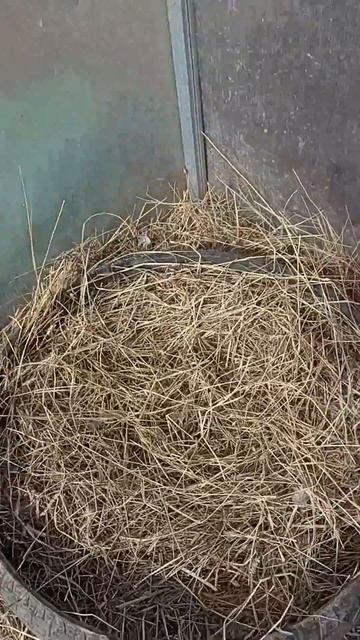 Гусыня вьет гнездо #пчела #пчелосемья #пасека #мед #мёд