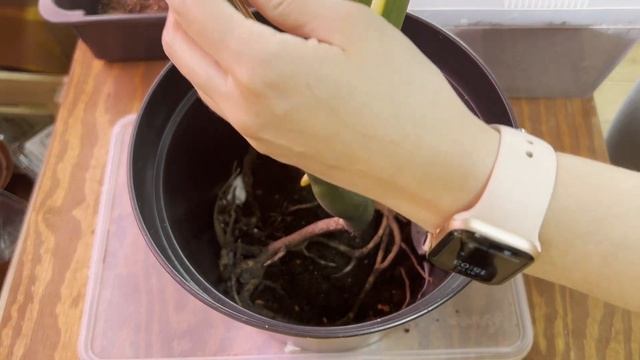 №111. Черенкование монстеры делициоза. Весь процесс - о? смотреть онлайн