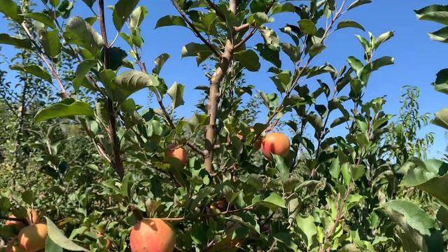 Сорт яблок Чемпион в нашем питомнике! Год 2023 смотреть онлайн