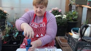 Лучший Способ Пикировки Огурцов. Крепкая Рассада - Бог