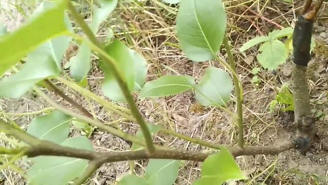 ☼Результат весенней прививки груши весной смотреть онлайн