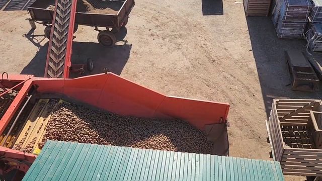 Подготовка семенного картофеля к посадке. Вид сверху #