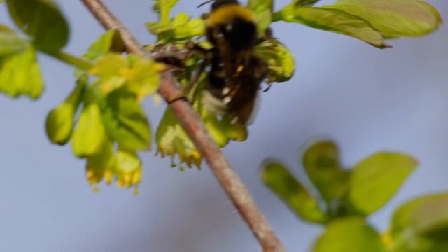Уход за жимолостью после сбора урожая смотреть онлайн