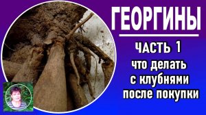 Опт. Выращивание георгин Часть 1.Как сохранить клубни георгин  если вы купили их задолго до посадки