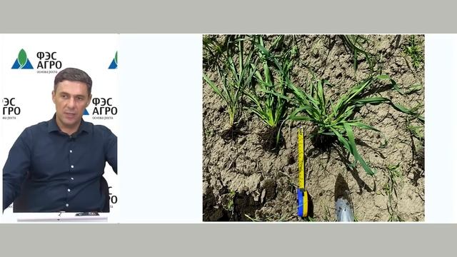 «Осенняя технология выращивания озимой пшеницы»