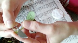 Как привить арбуз на тыкву Лагенарию  Метод 'В укол', оч