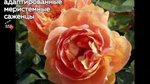 Роза Пет Остин