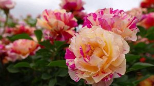 Великолепное царство роз_Keisei Rose Garden_