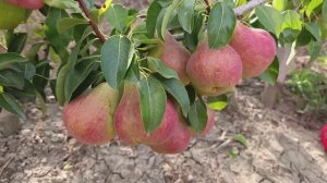 Груша Виктория.