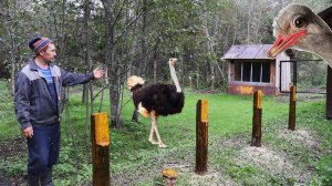 Строю загон для страусов!