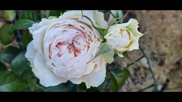 Троянди Пур Блонд/Pure Blonde і Вікторіан Брайд/Victorian Bride смотреть онлайн