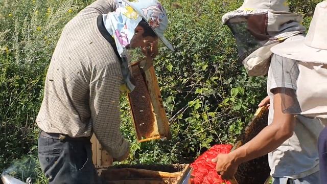 Асаларичилик | Пчеловодство | Beekeeping