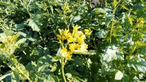 Как растёт горчица