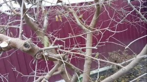 Обрезка шелковицы.