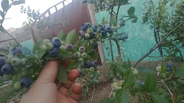 Спартан сорт голубики 11:07:2023г. смотреть онлайн