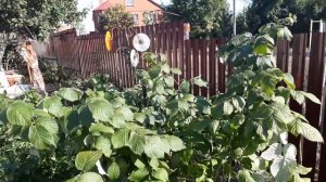 Как отпугнуть птиц на садовом участке. Два проверенны?