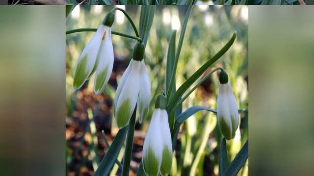 ГАЛАНТУС, или ПОДСНЕЖНИК (GALANTHUS) сем. Амариллисовые смотреть онлайн