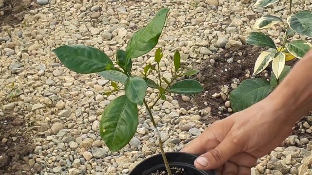 Воздушный отводок на Юдзу, дерево сад из 4 сортов, прив? смотреть онлайн