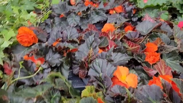 Садовый магазин - просто рай для садоводов и не только смотреть онлайн