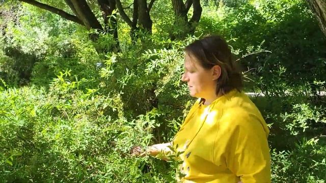 ОБРЕЗКА старого куста СИРЕНИ, ОМОЛОЖЕНИЕ старого куст смотреть онлайн