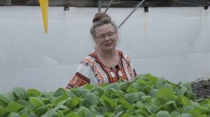 Рассада табака. Герцеговина флор. Урожайные грядки.