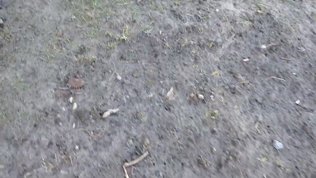 Яблуна,груша сидить на місці!Не росте на клоновій підщ