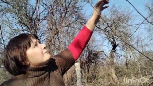 Как обрезать плодовые деревья весной правильно. Март 2