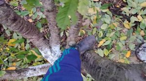 Обрезка взрослой  ранней черешни "Сказка".