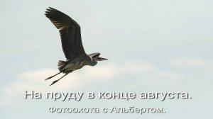 Фотоохота с Альбертом. На пруду в конце августа.