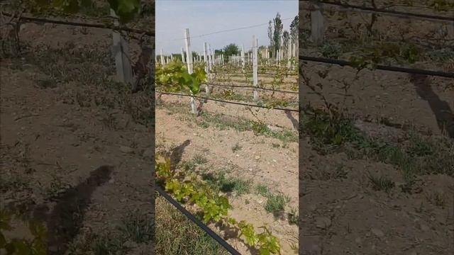 ВИНОГРАД 15 апреля 2025 г. смотреть онлайн