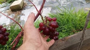 Виноград Памяти Учителя 2025 г.