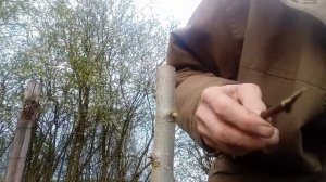 Прививка груши  под кору двумя черенками. Grafting a pear under t