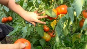 Лучший ТОМАТ Агилис! Самый УРОЖАЙНЫЙ Томат!