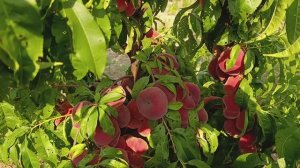 Персик Свит Кап на подвое Бест