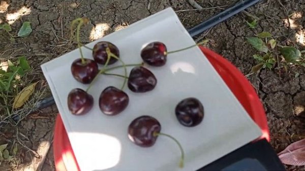 Черешня Свитхарт (Sweetheart)