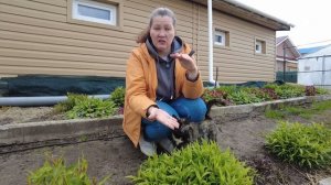 ШИКАРНЫЕ ФЛОКСЫ БЕЗ МУЧНИСТОЙ РОСЫ - БОЛЕЗНИ ФЛОКСОВ И