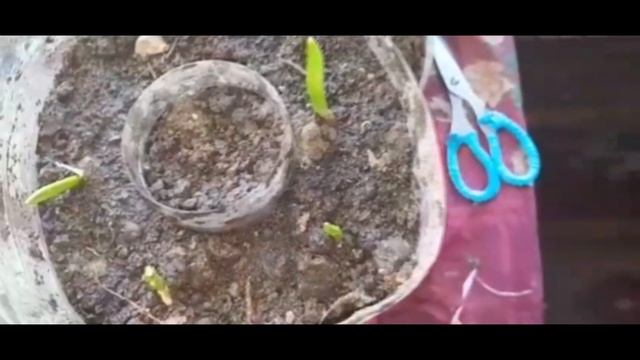 🧄Чеснок...нетипичное выращивание! Часть 2.69 серия