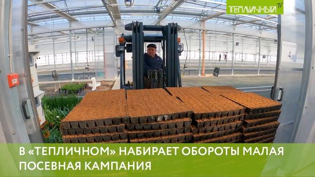 В «Тепличном» набирает обороты малая посевная кампан?