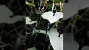 Огурец ф1 Городской огурчик. Очень сочный и урожайный ?