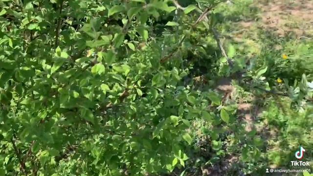 Вишни сохнут. Монилиоз пришел! смотреть онлайн