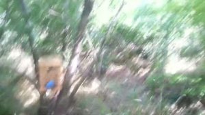 Ловля роев. Сколько я поймал роев за сезон. Роеловство.