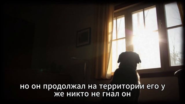 Щенок копал землю, пока лапы не начали кровоточить… Н? смотреть онлайн