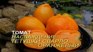 Томат НАСЛАЖДЕНИЕ ТЕТУШКИ СВАРЛО ОРАНЖЕВЫЙ. Обзор сортов ТОМАТОВ!