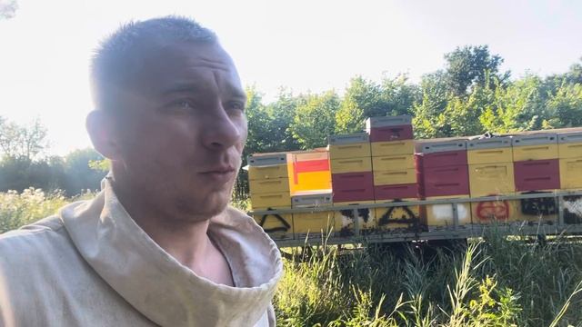 Работа пчелы бакфаст от Дмитрия с Белоруссии.