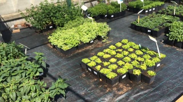 садовый центр интернет магазина Http://plantmania.ru/